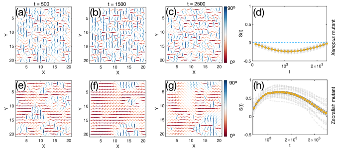 Fig. 9: Computational results for the mutant Xenopus and zebrafish tissues.
