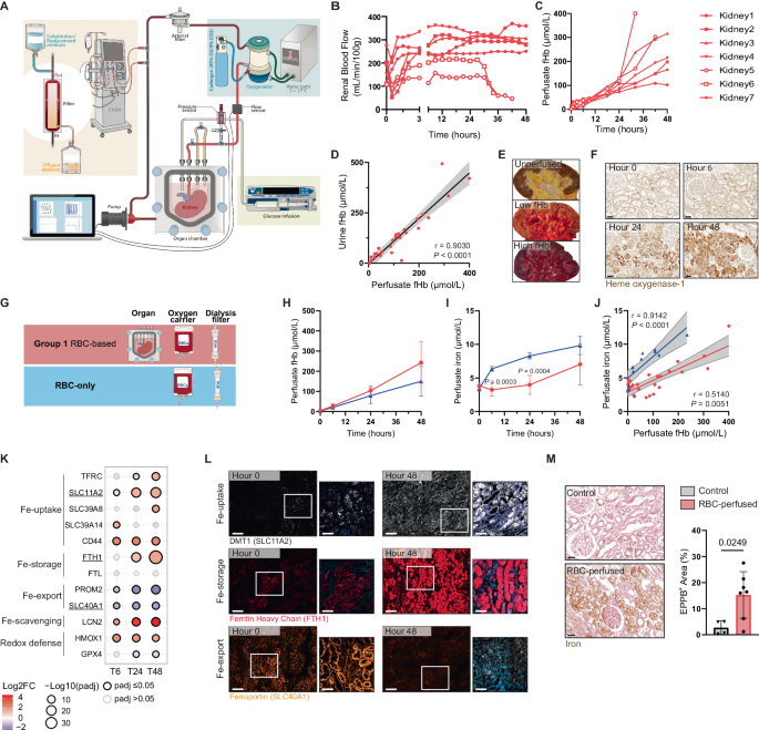 Fig. 1: Hemolysis induces iron accumulation during RBC-based human kidney perfusion.
