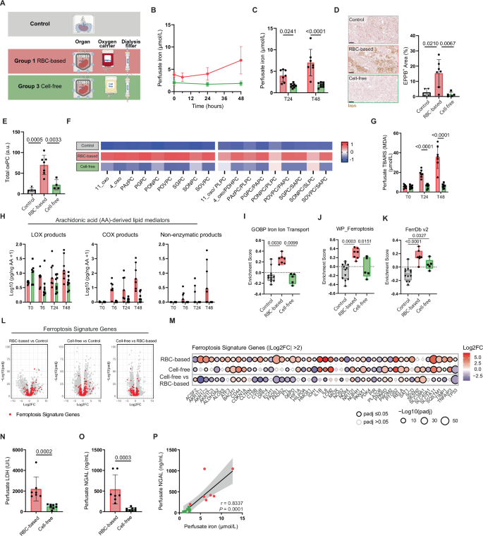 Fig. 4: Cell-free perfusion negates hemolysis-driven iron accumulation and phospholipid peroxidation.