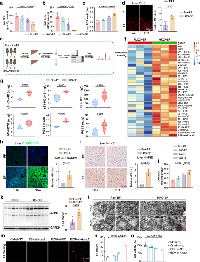 Fig. 4: Hepatocyte-specific ACSS2 deficiency exacerbates alcohol-induced ferroptosis.