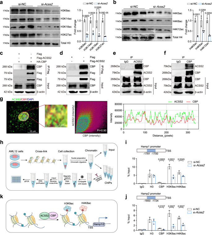 Fig. 6: ACSS2 regulates the transcription of HAMP1/2 via CBP-mediated histone acetylation.