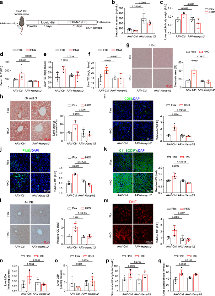 Fig. 7: HAMP1/2 overexpression in hepatocytes alleviates alcohol-induced liver injury and inflammation in Acss2-HKO mice.