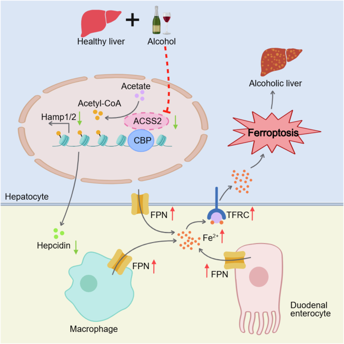 Fig. 8: Schematic diagram of the mechanism by which ACSS2 regulates ferroptosis in ALD.