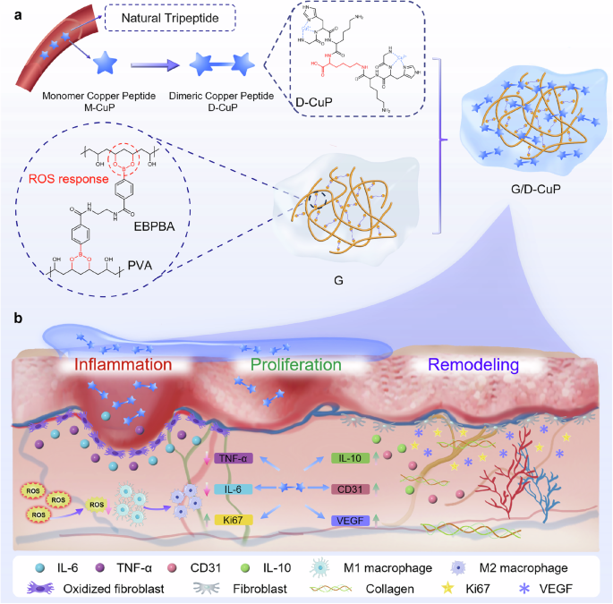 Fig. 1: Dimeric copper-peptide incorporated hydrogel (G/D-CuP) for enhanced diabetic wound healing efficacy.