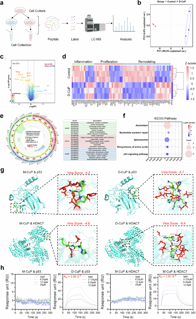 Fig. 6: Proteomics assessment of L929 cells before and after D-CuP treatment.