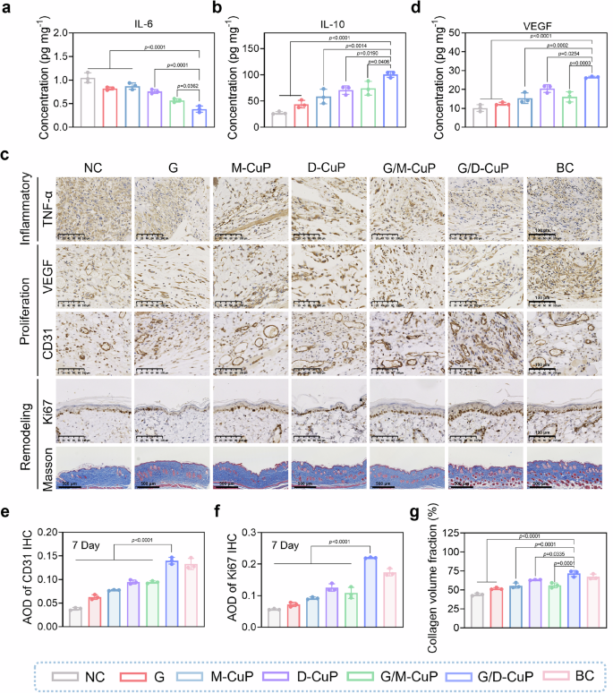 Fig. 8: G/D-CuP-induced acceleration of the three phases of diabetic wound repair.