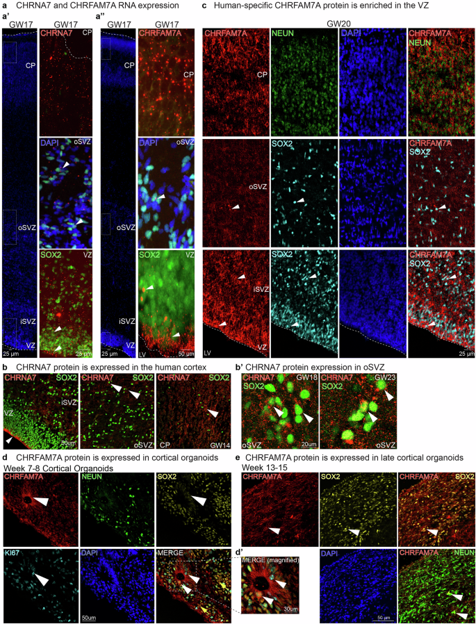 Fig. 2: Expression of Cholinergic receptor subunits CHRNA7 and CHRFAM7A in the developing cortex and cortical organoids.