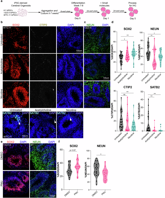 Fig. 4: Activation of cholinergic signaling in cortical organoids shows comparable trends to primary tissue.