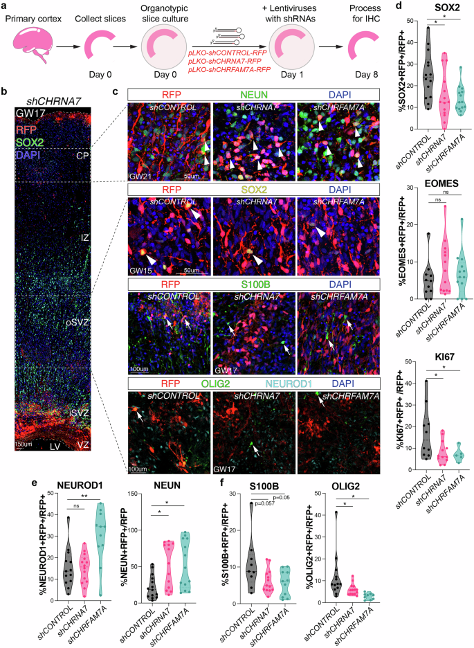 Fig. 5: Loss-of-function of CHRNA7 and CHRFAM7A receptor subunits shows opposite phenotypic changes compared to cholinergic activation.