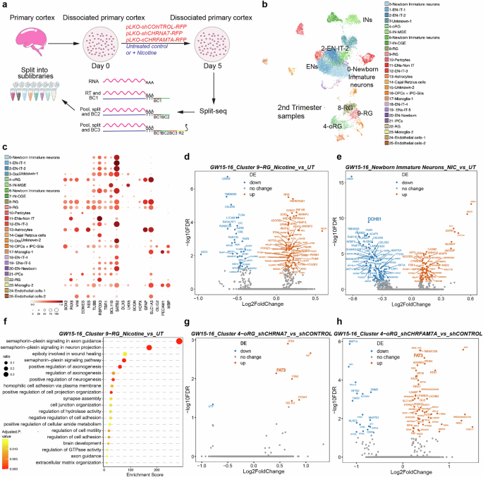 Fig. 6: Nicotine exposure and loss-of-function of AChRs alters Hippo signaling effectors.