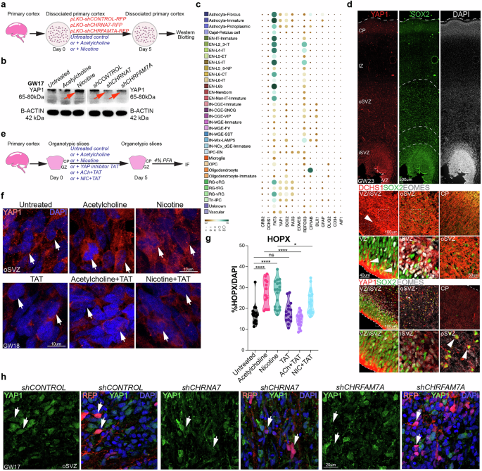 Fig. 7: Hippo signaling effector YAP1 is downstream of cholinergic signaling.