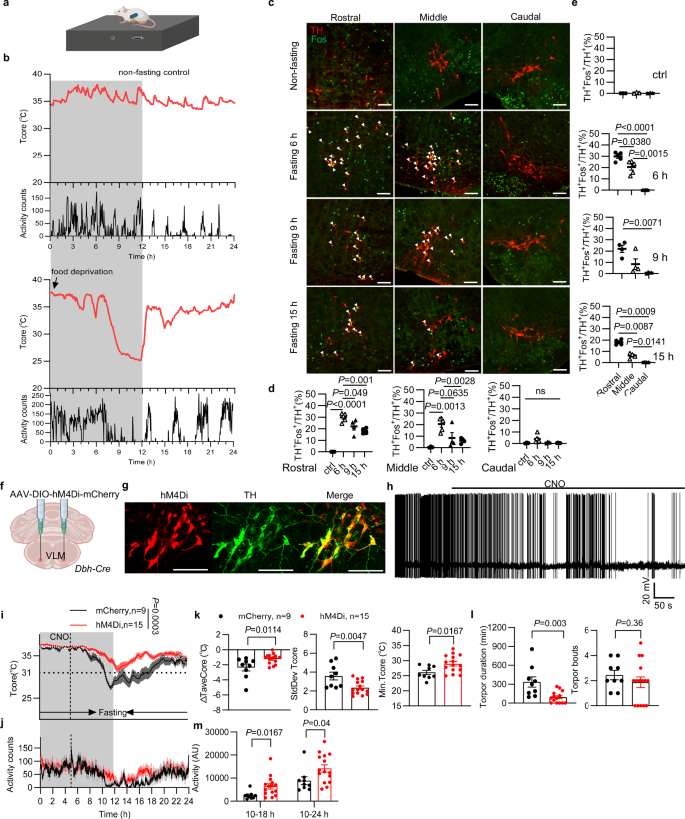 Fig. 1: VLM-CA neurons are activated by fasting and required for fasting-induced torpor.