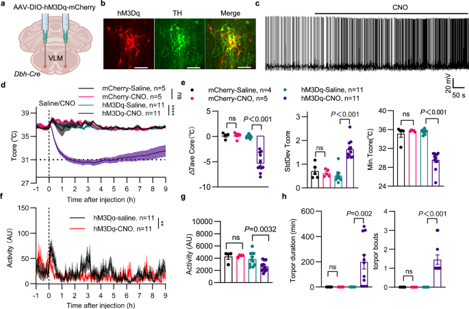 Fig. 2: VLM-CA neurons are sufficient to induce torpor in non-fasted mice.