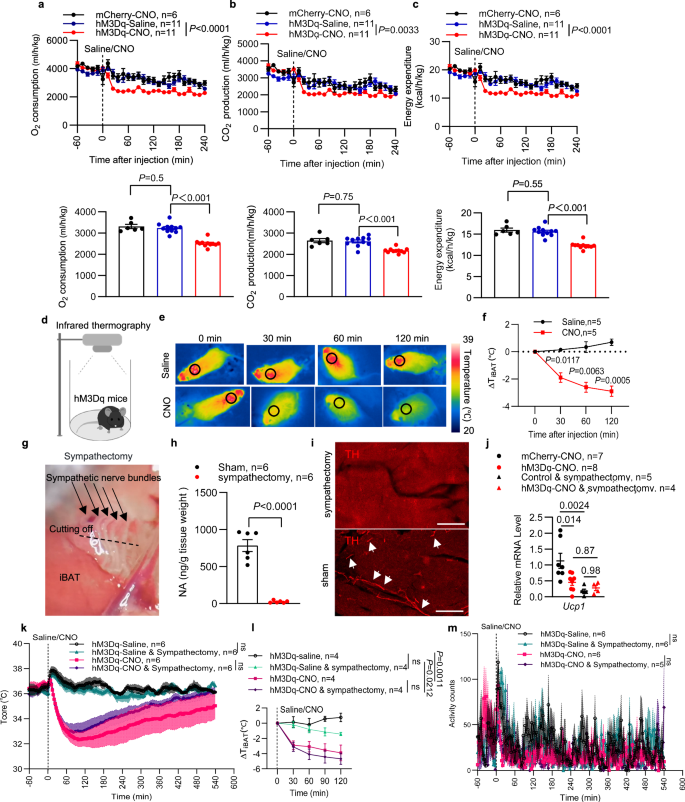 Fig. 3: Activation of VLM-CA neurons reduces metabolic rate and thermogenesis.