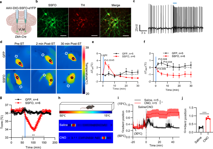 Fig. 4: Activation of VLM-CA neurons enhances heat dissipation and promotes cool preference.