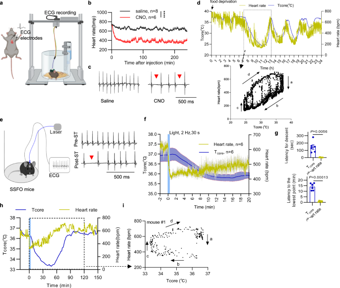 Fig. 5: Activation of VLM-CA neurons triggers preceding heart rate decline prior to body temperature drop.