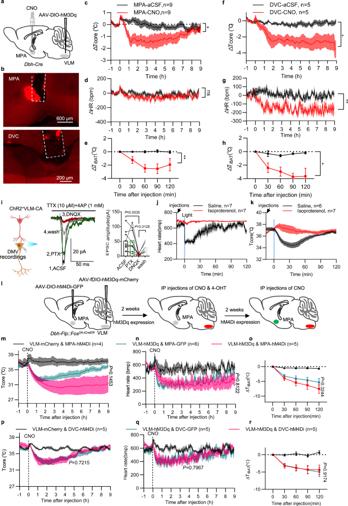 Fig. 7: Functional roles of the VLMDbh → DVC and VLMDbh → MPA neural circuits in body temperature and heart rate regulation.