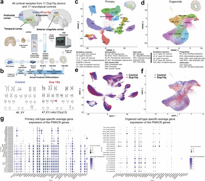 Fig. 1: Comprehensive single-cell molecular profiling of dup15q syndrome using postmortem cortical samples and cortical organoids.