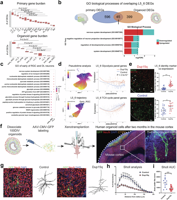 Fig. 2: Dup15q deep-layer neurons exhibit increased glycolysis, degraded neuronal-layer identity, and aberrant morphology.