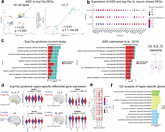 Fig. 4: Converged molecular changes of UL neurons between dup15q syndrome and idiopathic ASD.