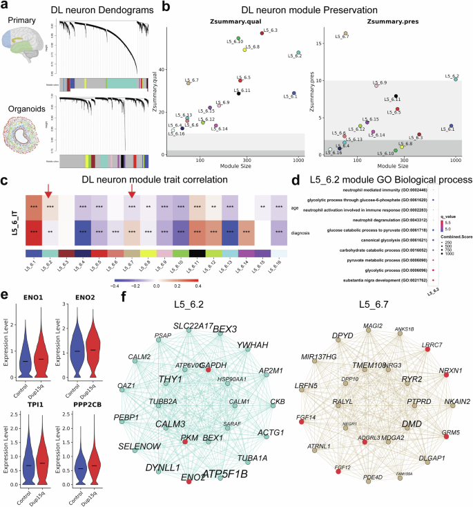 Fig. 5: Weighted gene co-expression networks (WGCNA) of organoid and primary dup15q DL neurons.