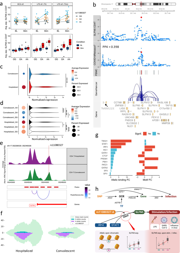Fig. 5: COVID-19 related SLFN5 gene is regulated via chromatin accessibility in lymphocytes.