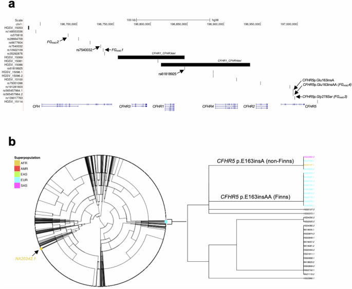 Fig. 2: Phased short- and long-read sequencing excludes structural variants as a driver of CFHR5 AMD associations.