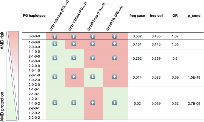 Fig. 4: FinnGen CFH regional haplotypes and relation to AMD risk in the population.