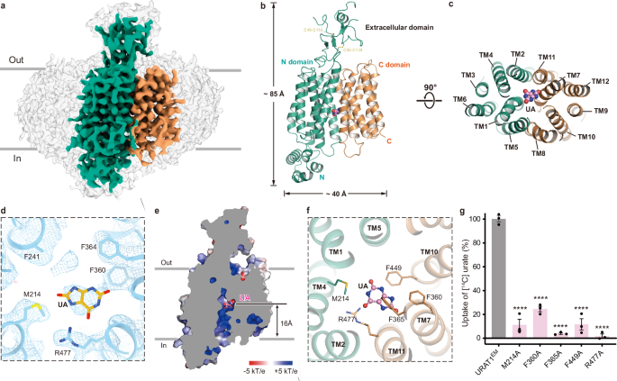 Fig. 1: Functional characterization and structure determination of URAT1EM.