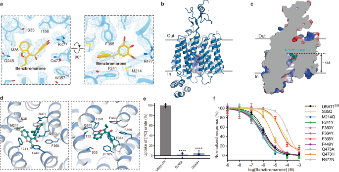 Fig. 2: Inhibition mechanism of URAT1EM by benzbromarone.