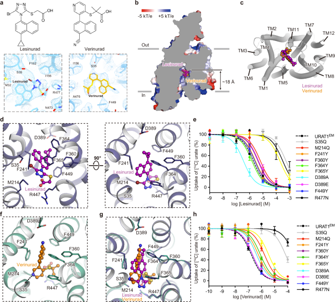 Fig. 3: Antagonism of URAT1EM by lesinurad and its analog verinurad.