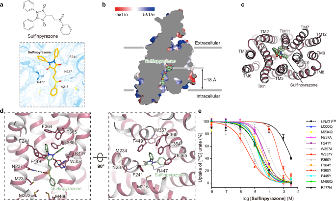 Fig. 4: Recognition of the sulfinpyrazone-binding site.