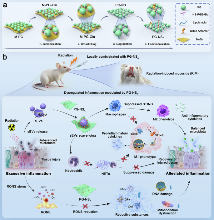 Fig. 3: Engineering and therapeutic application of nanostructured organic sheets (PG-NSA) for radiation-induced mucositis.