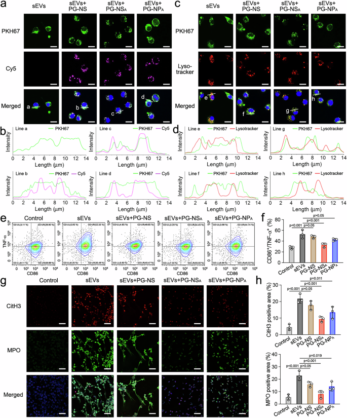Fig. 6: Suppression of M1 polarization of macrophages and NET formation by nanoplatforms.