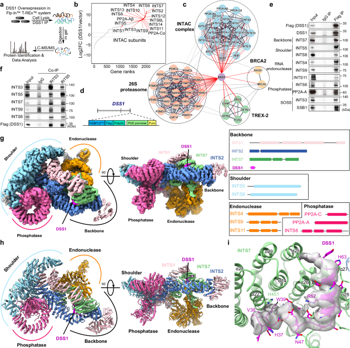 Fig. 1: DSS1 is an integral component of the INTAC backbone module.
