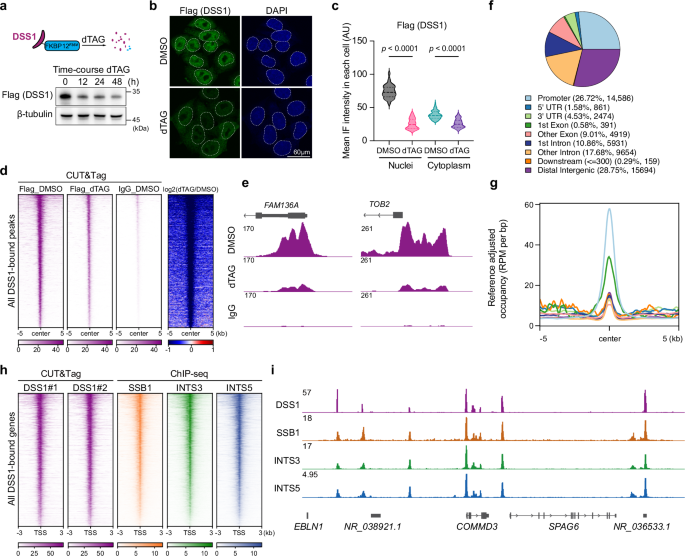 Fig. 2: Similar genomic distribution of DSS1 and INTAC.