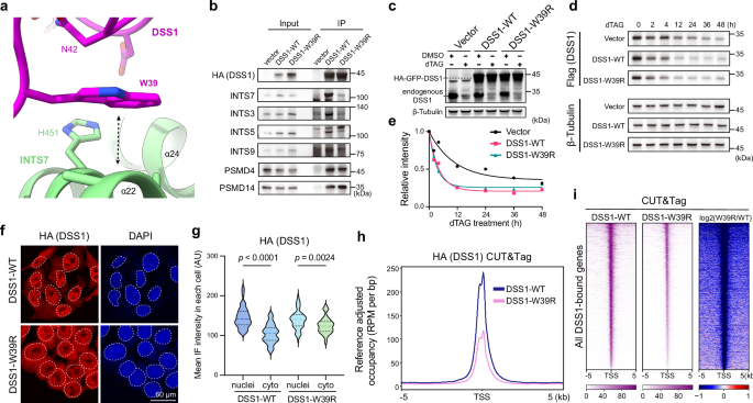 Fig. 3: The DSS1–INTAC interaction is essential for the optimal chromatin recruitment of DSS1.