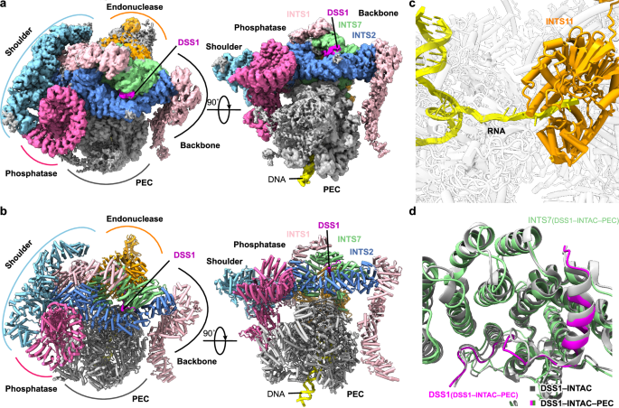 Fig. 4: Structure of DSS1–INTAC–PEC.