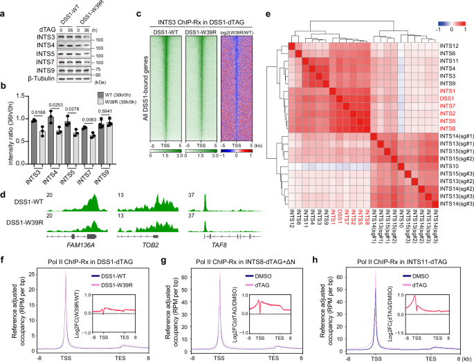 Fig. 5: DSS1 regulates INTAC integrity and its function in transcription.