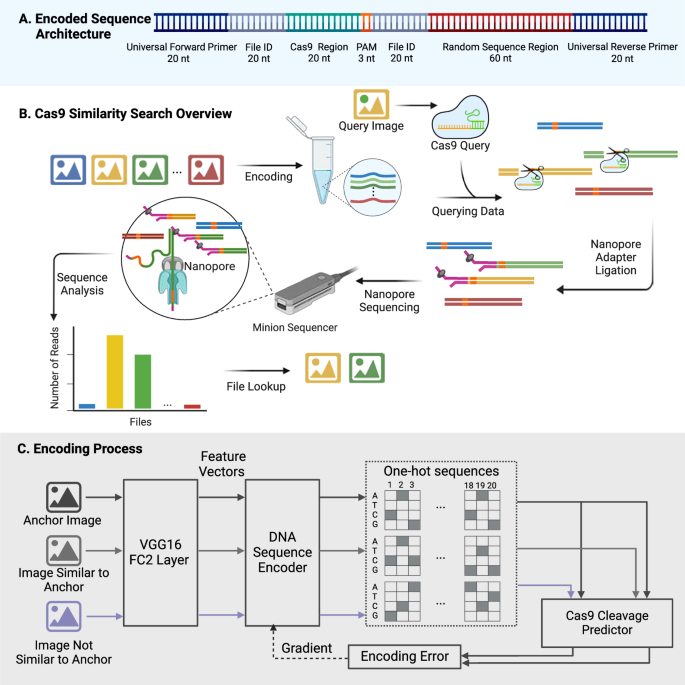 Fig. 4: Schematic of Cas9 similarity search workflow.