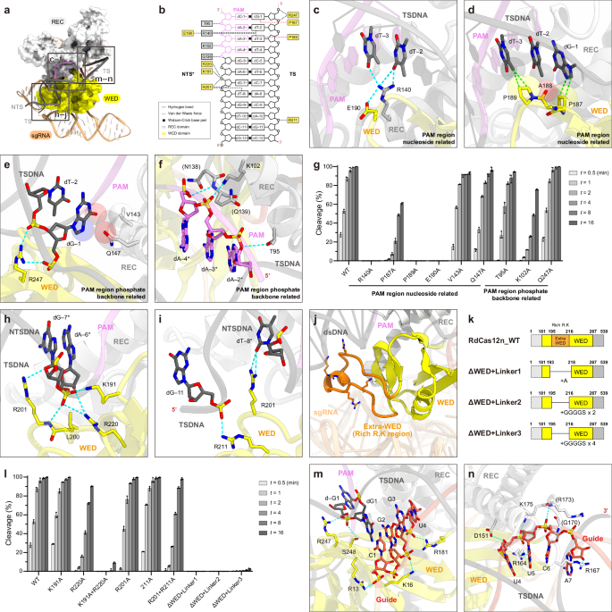 Fig. 2: Target DNA recognition.