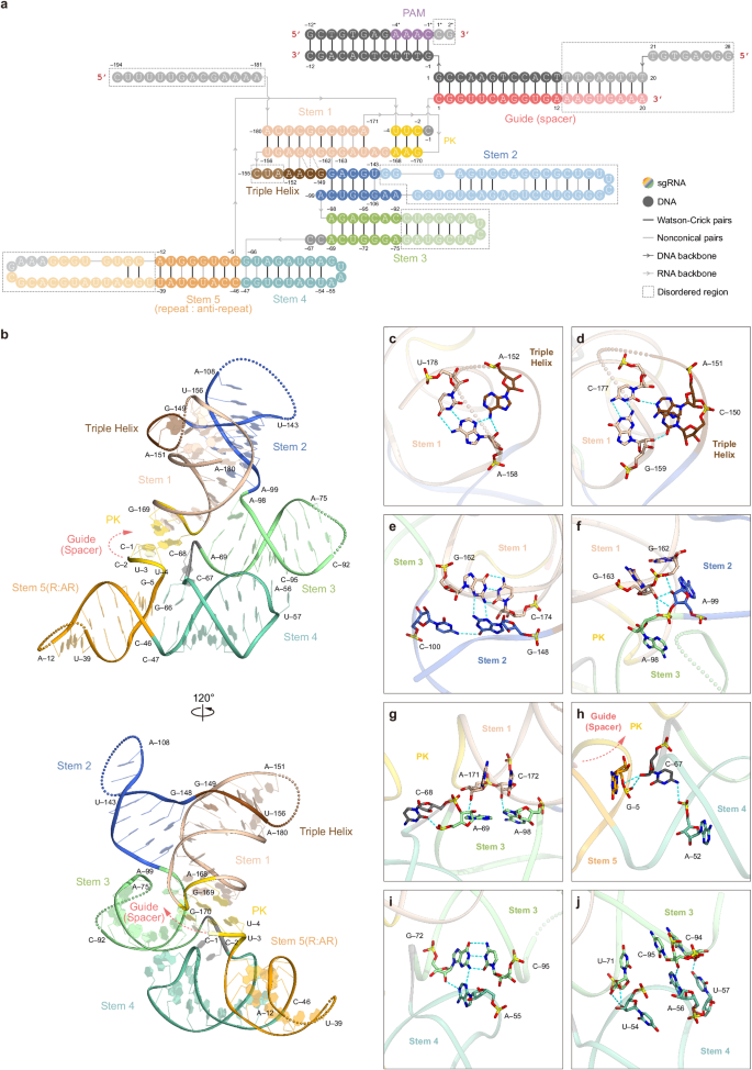 Fig. 3: sgRNA architecture.