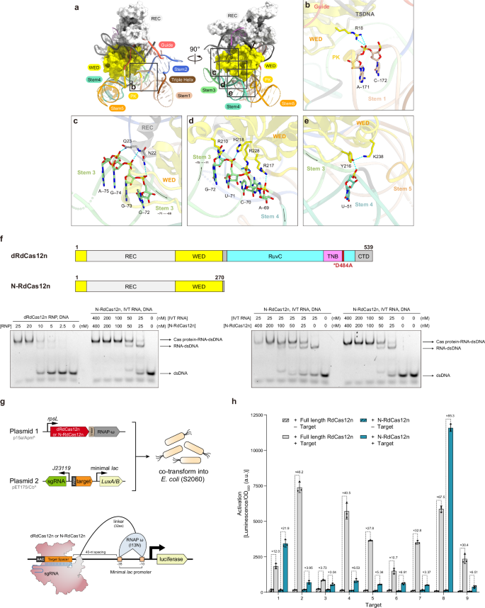 Fig. 4: sgRNA recognition.