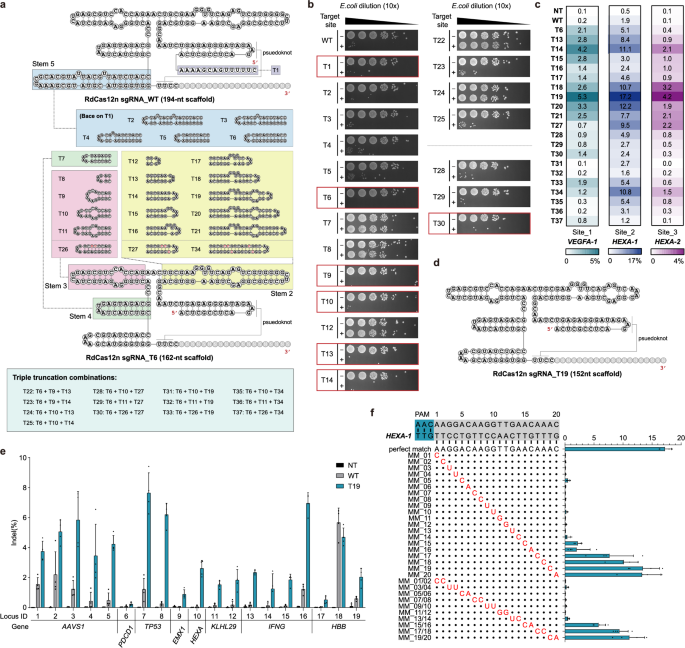 Fig. 5: sgRNA engineering improves the genome editing activity of RdCas12n.