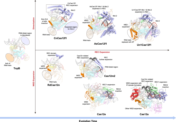 Fig. 6: The evolutionary trajectory of type V CRISPR-Cas12 family effectors.