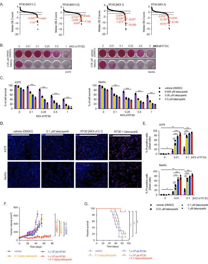 Fig. 1: RT3D combination with talazoparib exerts a synergistic effect.