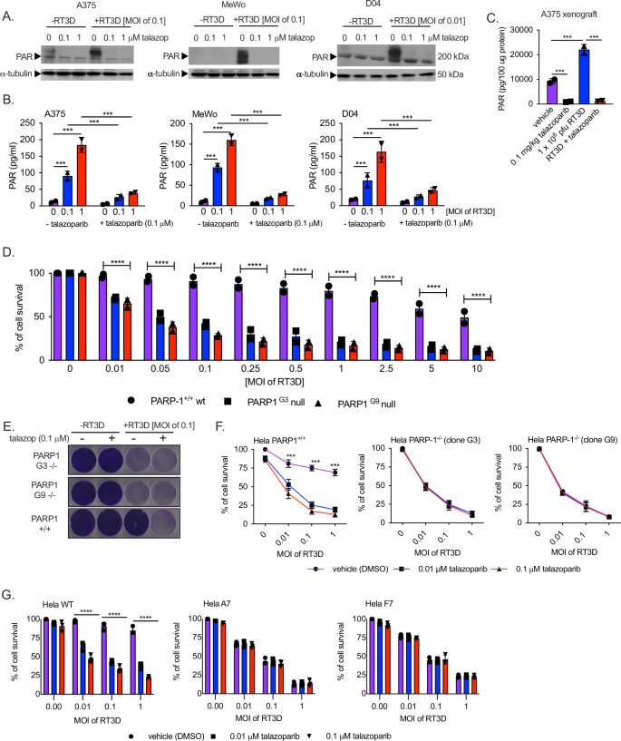 Fig. 2: RT3D-induced PARylation is inhibited by talazoparib.