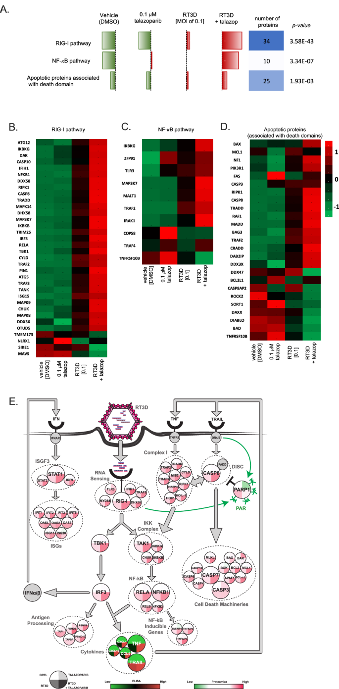Fig. 3: Proteins were clustered into expression profiles across our treatment cohort groups: vehicle, 0.1 ⌠M talazoparib, RT3D [MOI of 0.1] or combination (RT3D/talazoparib) and then pathway enrichment analysis was carried out on each cluster.