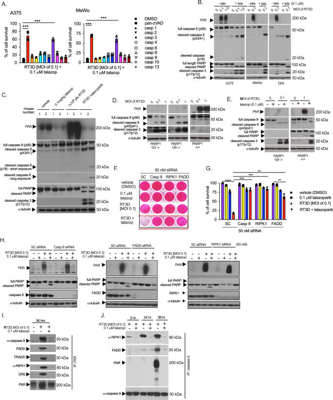 Fig. 4: RT3D plus talazoparib enhances death inducing signalling complex (DISC) mediated apoptosis.