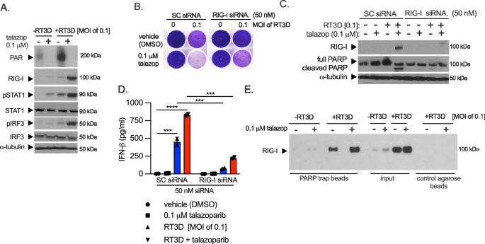 Fig. 6: Talazoparib enhances RT3D-induced interferon signalling through RIG-I.